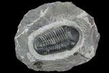 Pedinopariops Trilobite - Mrakib, Morocco #88873-1